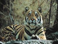 Der "Royal Bengal Tiger"